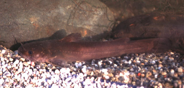 Pseudobagrus tokiensis